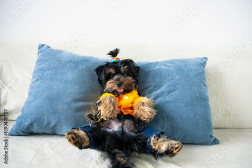 Wallpaper Mural funny Yorkshire Terrier puppy is lying on a pillow on the sofa Torontodigital.ca