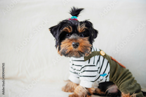 Wallpaper Mural funny Yorkshire Terrier puppy in clothes poses on a sofa Torontodigital.ca