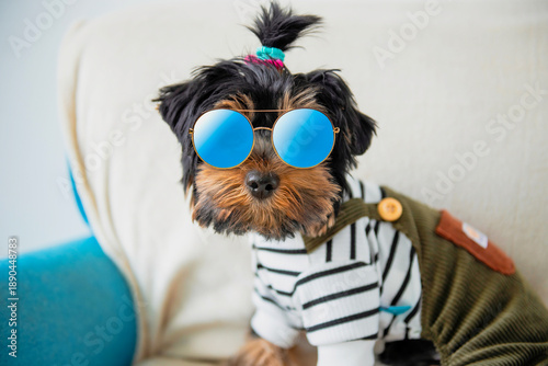 Wallpaper Mural funny Yorkshire Terrier puppy in clothes poses on a sofa Torontodigital.ca