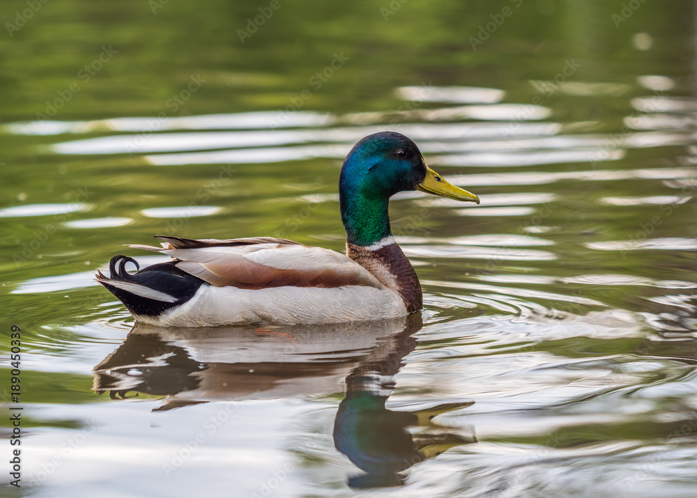 Fototapeta premium Duck swims in the pond.
