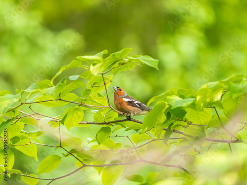 Common chaffinch, Fringilla coelebs, sits on a branch in spring on green background. Common chaffinch in wildlife.