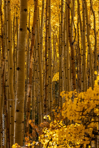 Konstfotografi Gold aspens lit by autumn sunlight in the Sawatch Mountains of Colorado, USA