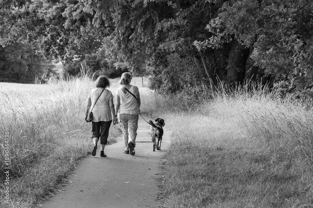 Fototapeta premium Two women walking a dog on a path