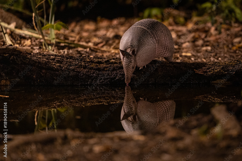 Obraz premium A nine-banded Armadillo (Dasypus novemcinctus) gets a drink at a small water hole in Cerrado forest in Brazil's Pantanal. 