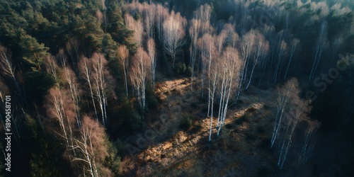 Aerial view of autumn forest with birch tree shadows