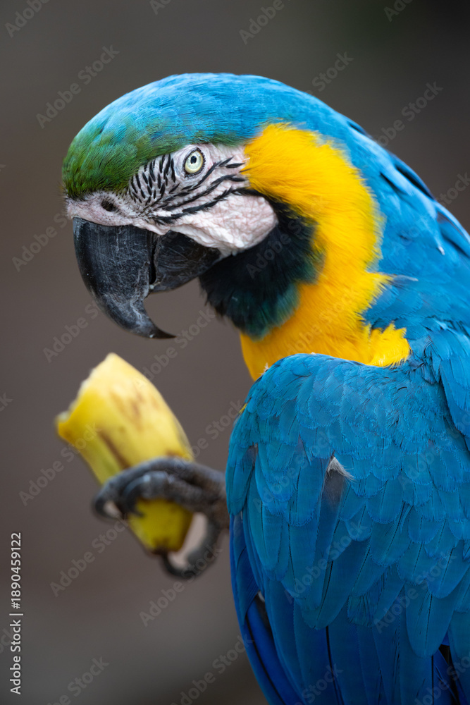 Fototapeta premium A wild Blue and Yellow Macaw (Ara ararauna) eats a banana at a bird feeder in Brazil's Pantanal. 