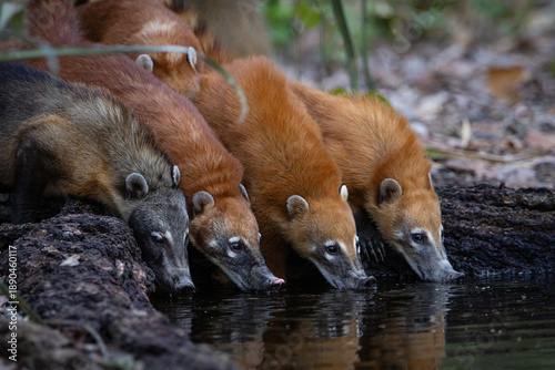 фотографія A pack of South American Coatis (Nasua nasua) get a drink from a water hole in the Cerrado of Brazil's Pantanal