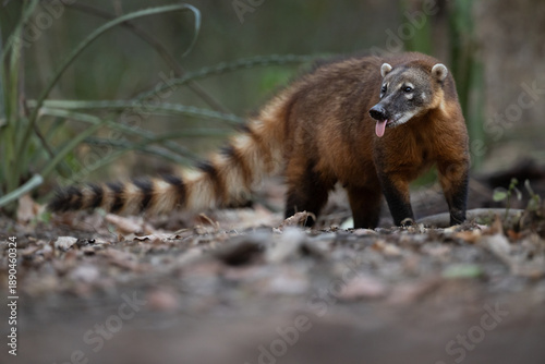 Tableau sur toile A South American Coati (Nasua nasua) sticks its tongue out while exploring the forest floor of the Cerrado in Brazil's Pantanal
