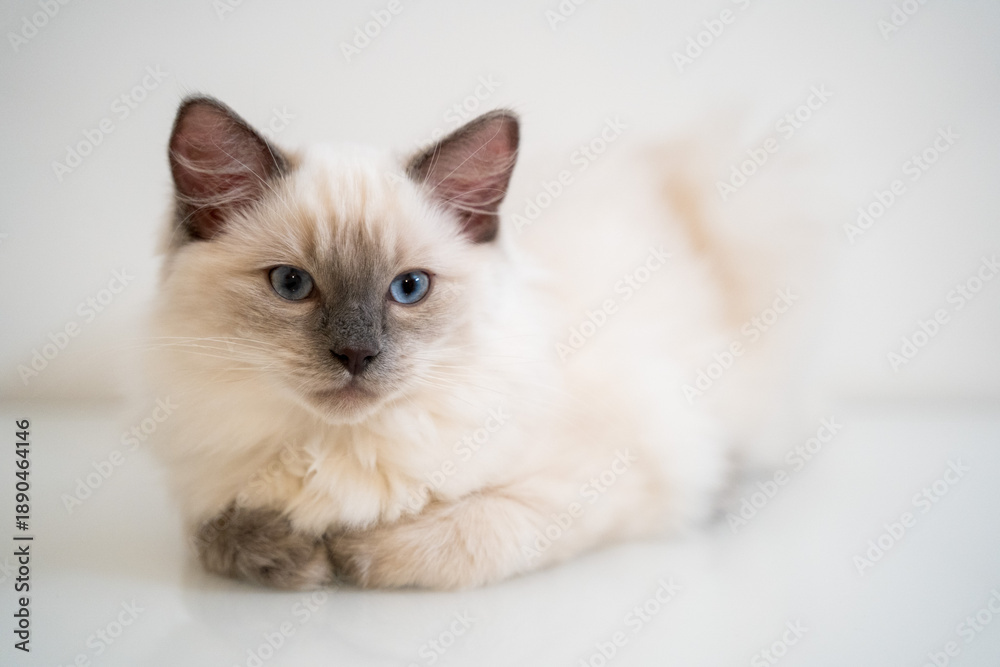 Obraz premium cat on white background