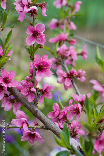 Wallpaper Mural blooming peach Torontodigital.ca