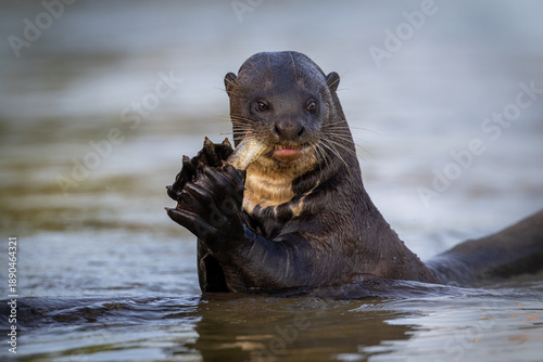 A Giant River Otter (Pteronura brasiliensis) eats a fish in a river in the Pantanal, Mato Grosso, Brazil. 