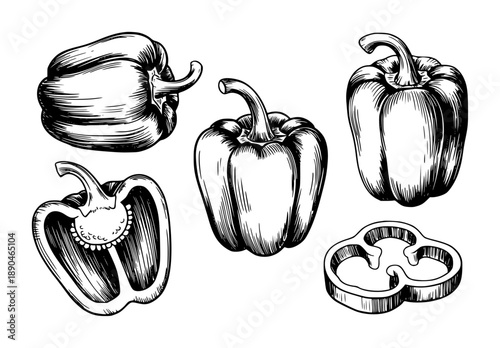 Hand drawn black and white bell peppers and slice white background capsicum vegetable