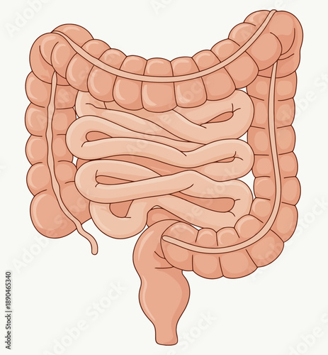 Human digestive system anatomy of intestines and colon