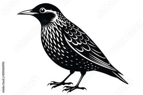 european starling silhouette line art vector illustration