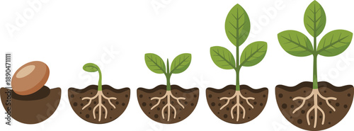 Life Cycle of Plant Growth from Seed to Green Sprout with Roots in Soil, Gardening and Agriculture Vector Illustration Set,