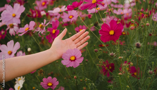 Hand reaching out to touch pink and magenta cosmos flowers in vibrant garden filled with green foliage, evoking sense of calm and connection with nature
