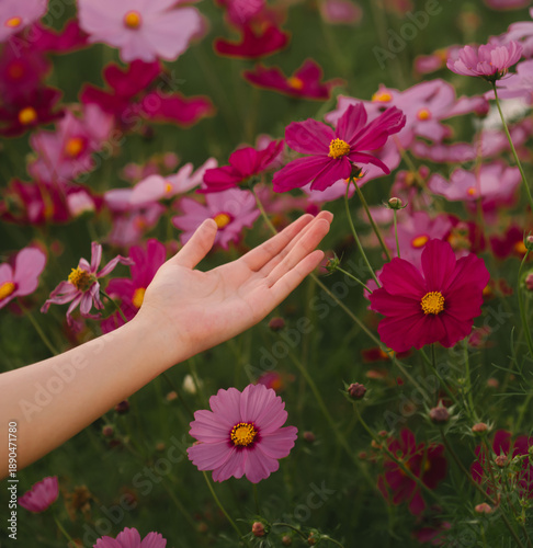 Hand reaching out to vibrant pink and magenta cosmos flowers in lush green garden, evoking sense of peace and connection with nature