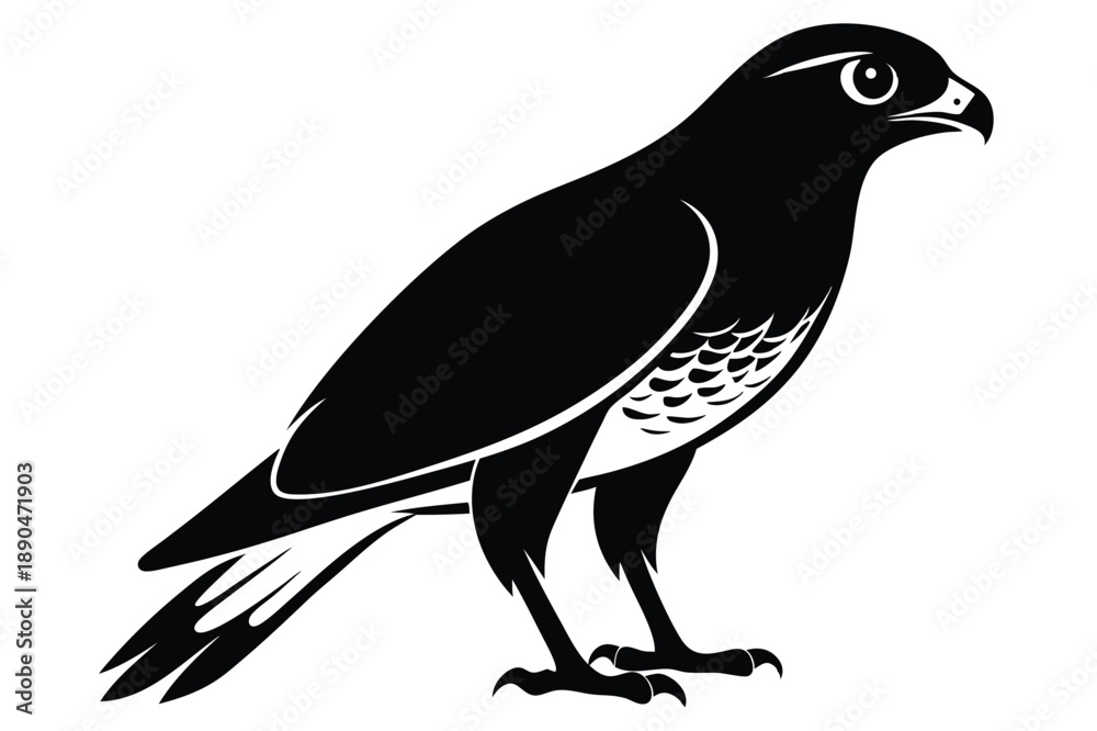 Fototapeta premium eurasian sparrowhawk silhouette line art vector illustration
