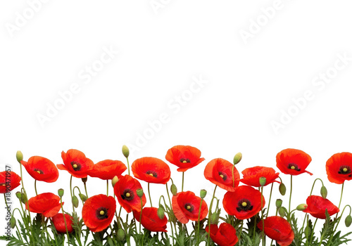 Vibrant red common poppies with dark centers, green stems, and buds forming a dense border against a transparent background with copy space, natural beauty and fresh growth concept