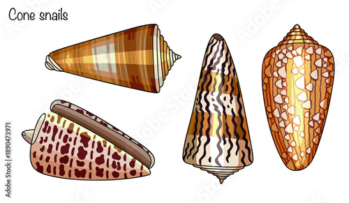 Cone snails
