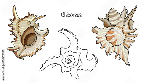Chicoreus