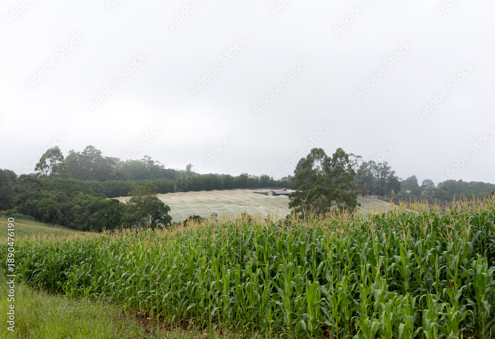 Obraz premium A cornfield in the foreground and another unidentified field covered by netting in the background