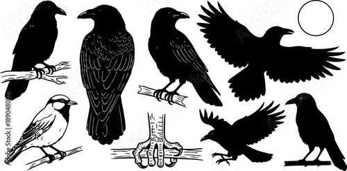 Black silhouette vector art depicting multiple crows perched flying and detailed talon close up in monochrome style isolated on white