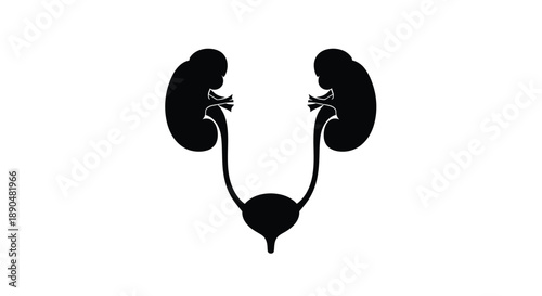 Human urinary system diagram with kidneys and bladder silhouette