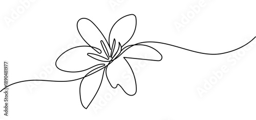 vector illustration of a flower. Flower line art. lily flower one continuous line png and vector on transparent background