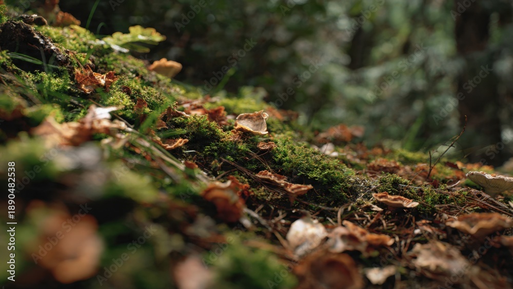 Obraz premium Mossy forest floor with mushrooms and leaves.