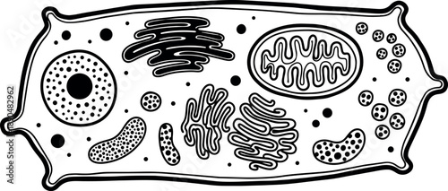 Black and white line art diagram of plant cell structure with organelles in flat vector style detailed scientific illustration