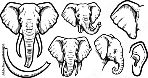 Black and white line art set of elephant heads tusks ears side and front profile detailed vector illustration collection