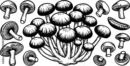 Black and white detailed line art cluster of mushrooms and isolated fungi caps set botanical natural elements hand drawn style