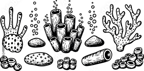 Black and white line art coral reef elements with tube sponges and underwater bubbles detailed vector illustration in monochrome style