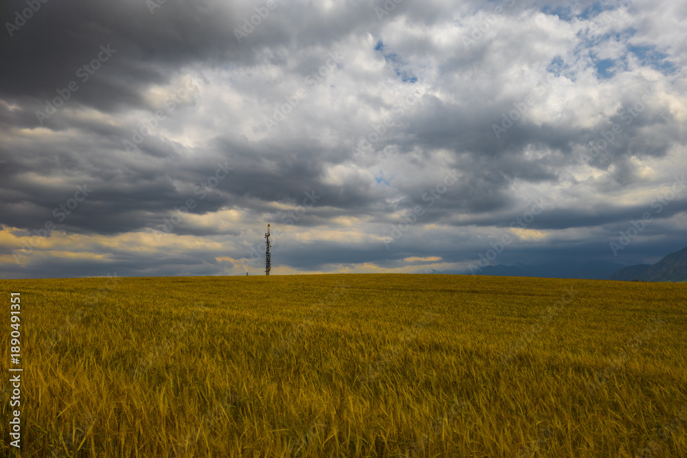 Obraz premium Tall transmission tower adorned with antennas and dishes stands prominently in a field of golden grain. A power line hints at the rural setting, creating a dramatic atmosphere during late afternoon.