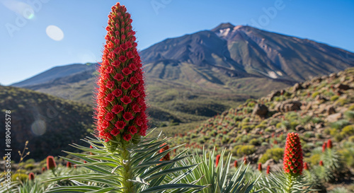 Image is a vibrant landscape photograph featuring a tall, striking red flower known as the Echium wildpretii, or Tower of Jewels, prominently in the foreground. The flower has a conical shape with num