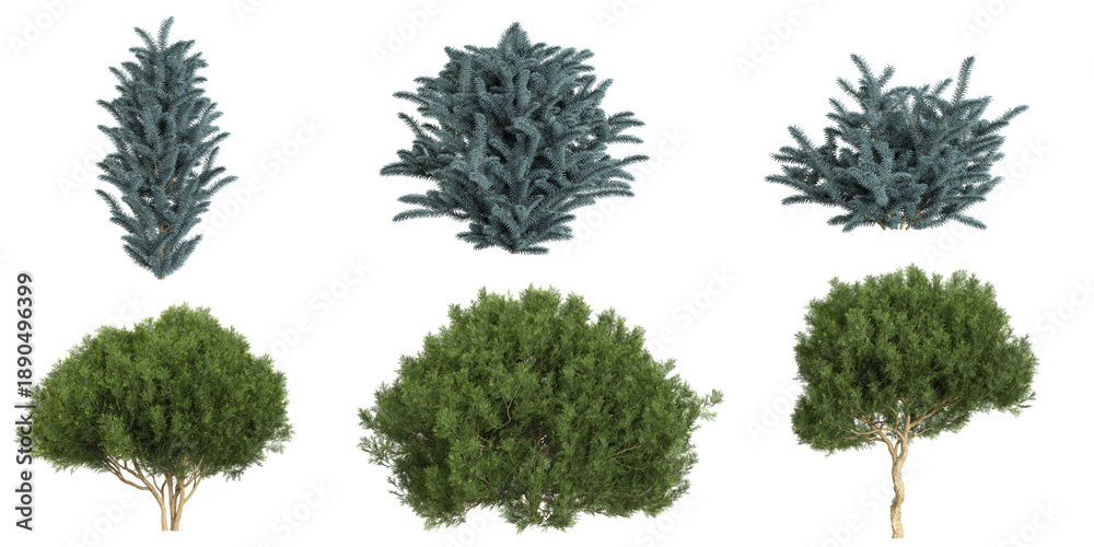 Fototapeta premium Set of picea,platycladus plants on transparent background