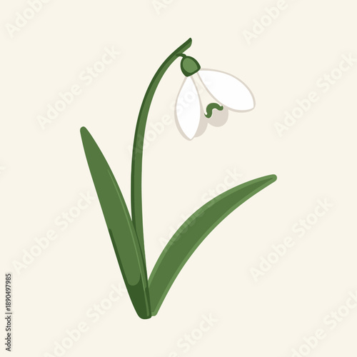 A simple and elegant vector illustration of a snowdrop flower