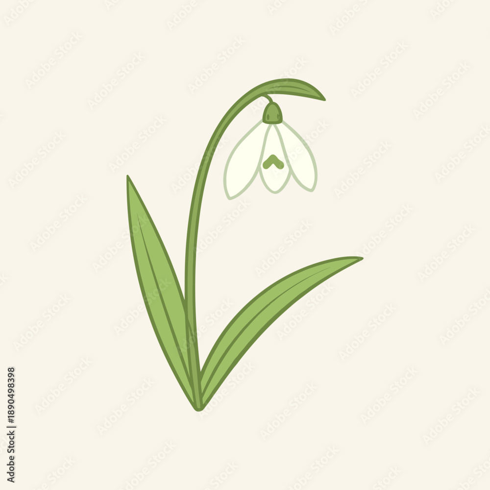 Obraz premium A simple and elegant vector illustration of a snowdrop flower