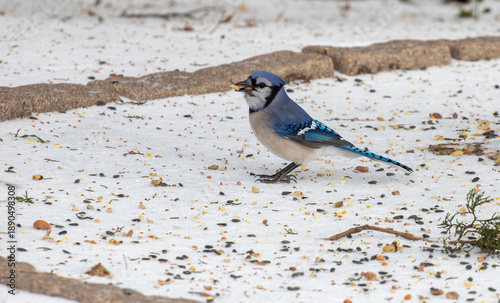 Blue jay foraging in snow in Texas