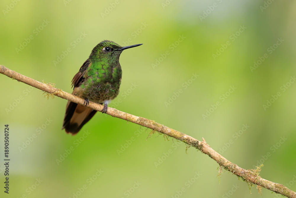 Fototapeta premium Buff-tailed coronet, Boissonneaua flavescens, Ecuado