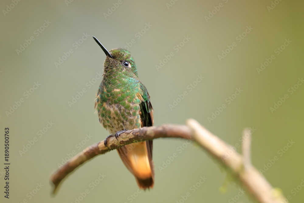 Fototapeta premium Buff-tailed coronet, Boissonneaua flavescens, Ecuado
