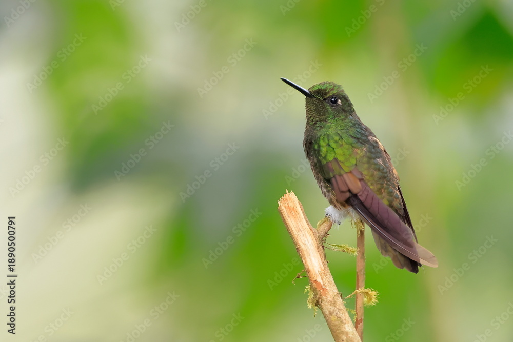 Fototapeta premium Buff-tailed coronet, Boissonneaua flavescens, Ecuado