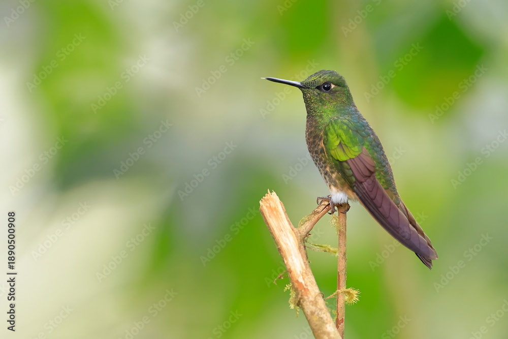 Fototapeta premium Buff-tailed coronet, Boissonneaua flavescens, Ecuado