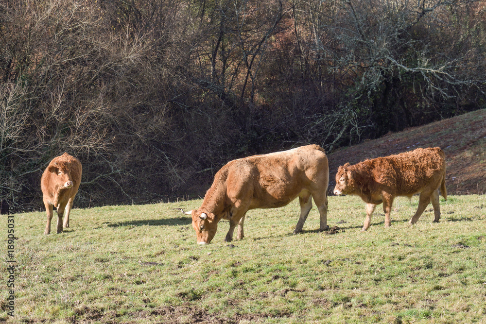 Fototapeta premium Cows grazing in the Cantabrian meadows