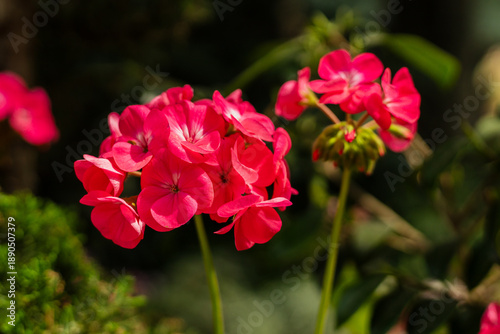 Bright pink flowers are blooming in a garden during the day. They stand tall among green leaves under the spring sun, showcasing their vibrant colors