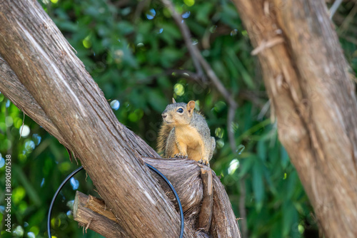 Curious Texas fox squirrel on a cedar limb