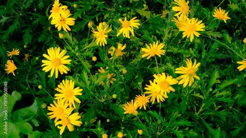 Wallpaper Mural A bunch of yellow flowers are in a green field. The flowers are in full bloom and are scattered throughout the field. The field is lush and green, and the flowers add a pop of color to the scene Torontodigital.ca