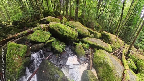 Mountain stream flowing through forest with sunlight and peaceful nature landscape at Bavarian Forest, Germany