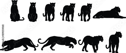 Panther vector silhouettes set, black big cat poses walking, sitting, running, lying for wildlife, predator, jungle, nature graphic design